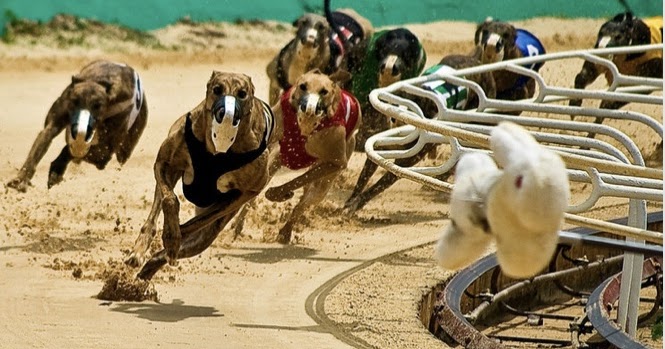 自稱狐狸犬的狗狗們