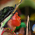 Abertura dos VIII Jogos Indígenas valoriza cultura Pataxó