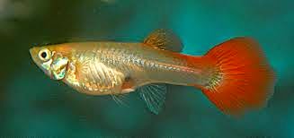 LOS GUPPYS IMPORTADO Y SU VARIEDAD LOS GUPPYS IMPORTADO Y SU VARIEDAD