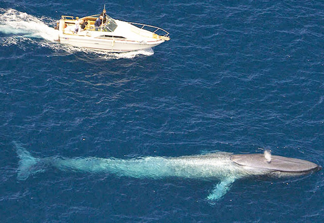 Baleia azul - maior animal da terra