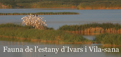 Fauna de l'estany d'Ivars i Vila-sana