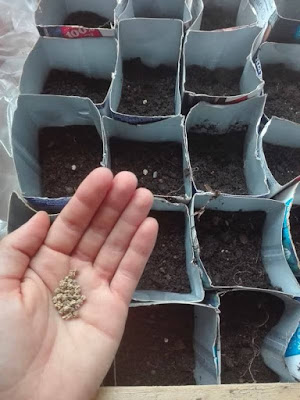 Cose da fare nell'orto biologico: seminare semi bio Cose da fare nell'orto biologico: seminare semi bio