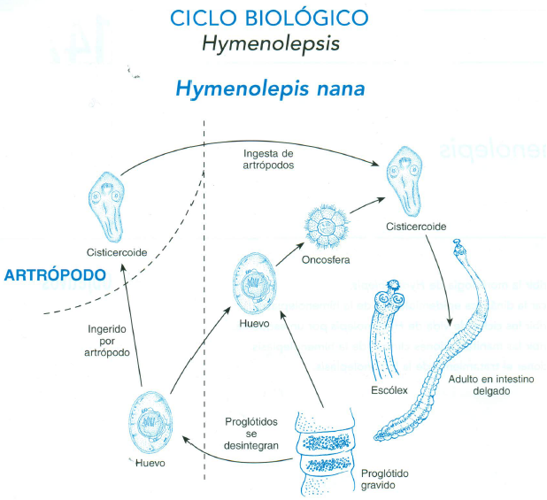 Cestodos al ataque Hymenolepis nana Cestodos al ataque Hymenolepis nana