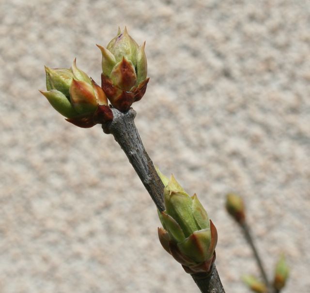 Reflections from Crumbly Acres Catalpa trees are amazing!