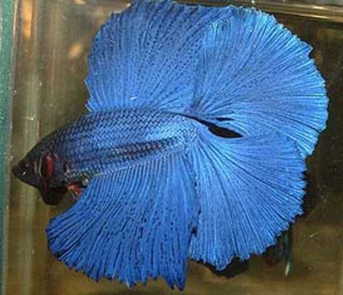 Betta Splendens - Variations ~ Nice Betta