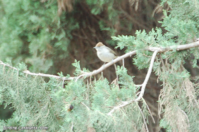 Tallarol de casquet (Sylvia atricapilla)