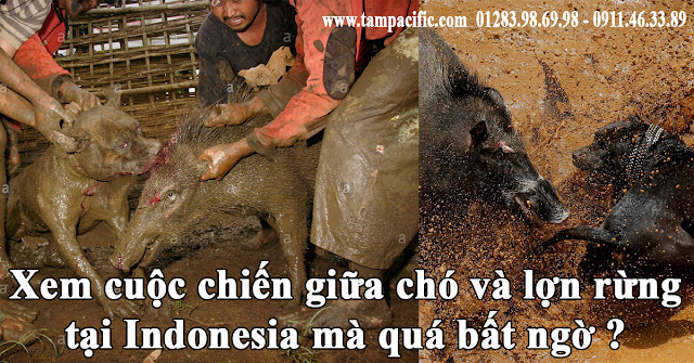 Xem cuộc chiến giữa chó và lợn rừng tại Indonesia mà quá bất ngờ ? Xem cuộc chiến giữa chó và lợn rừng tại Indonesia mà quá bất ngờ ?
