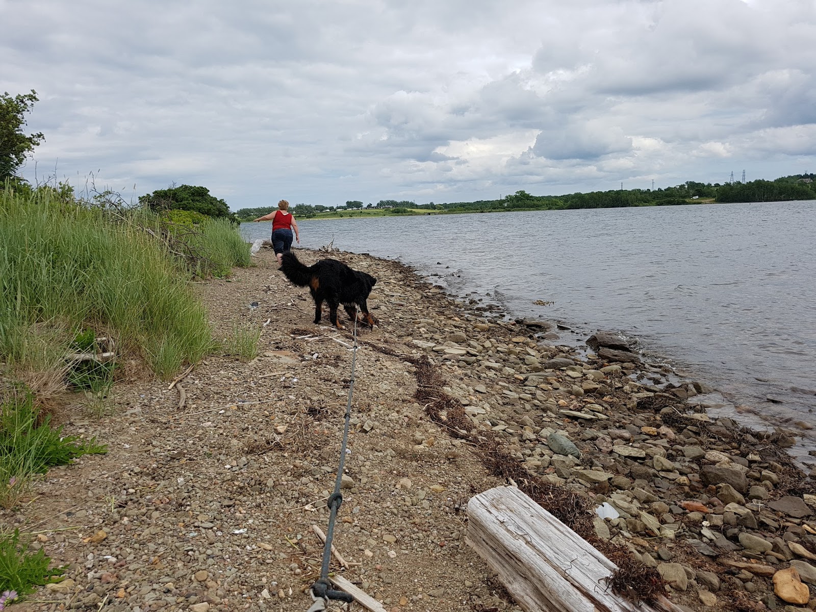 Maximus Handsomius (Max) 17/Jul/17 swimming at the Bras d'Or Lakes