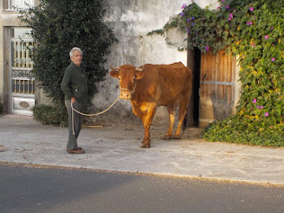 boer met koe