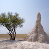 The Termite Mounds of Okavango Delta