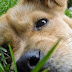 Studies Link Canine Cancers to Lawn Chemicals