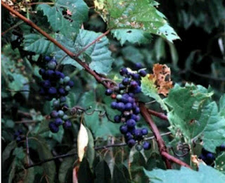 62 Gambar Pohon Anggur Hutan HD 62 Gambar Pohon Anggur Hutan HD