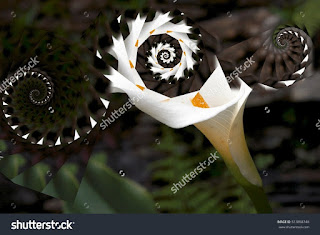 Creating geometric flowers creeks, cubist photography, Zantedeschia aethiopica, commonly known as calla, calla lily, ring Ethiopia, water lily, cartridge, duck flower or flower vase, Creating geometric flowers creeks, cubist photography, Zantedeschia aethiopica, commonly known as calla, calla lily, ring Ethiopia, water lily, cartridge, duck flower or flower vase,