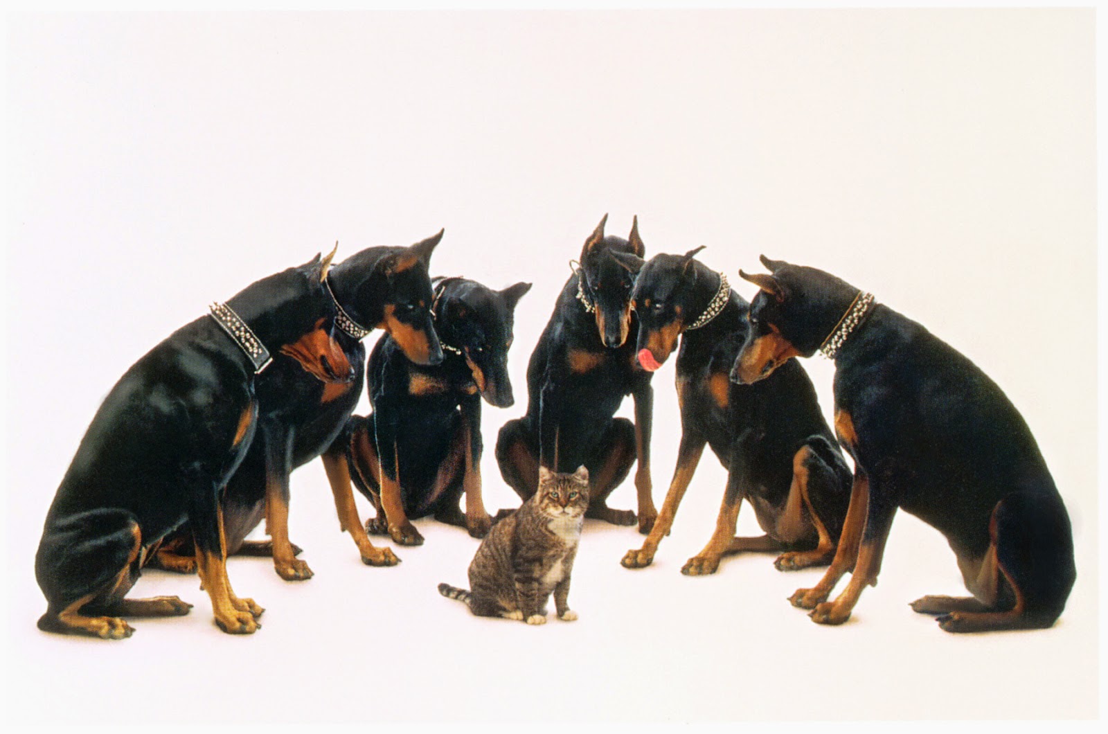 Everything about your Doberman Pinscher LUV My dogs