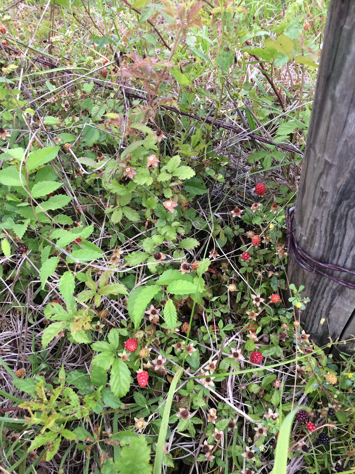 We Love Texas Wild Blackberries