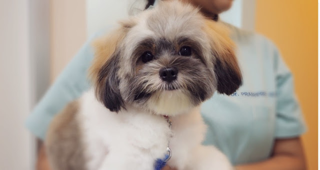 9 Mentiras e 1 Verdade sobre o seu SHIH-TZU