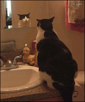 Art Cat GIF • Cinemagraph •  Psycho Cat looking at himself in the mirror