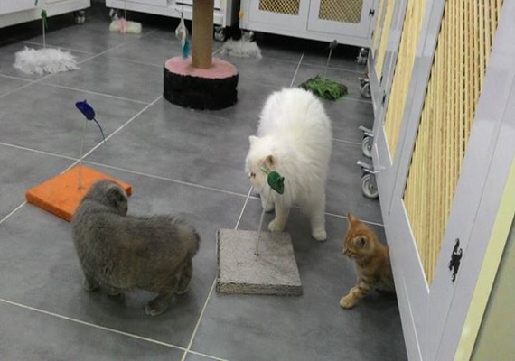 istanbul kedi pansiyon kedi oteli fiyatlari kedi pansiyon hizmeti konaklama