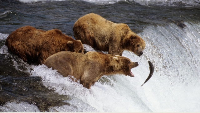 What Food Does A Brown Bear Eat What Food Does A Brown Bear Eat