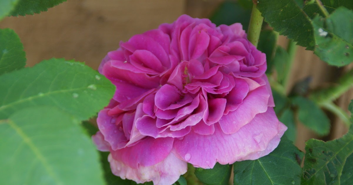 Organic Garden Dreams: June Roses