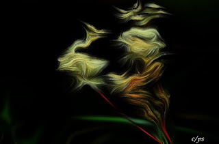 Blumen, flores, Flower, fleurs, květiny, Flores, blomme Blumen, flores, Flower, fleurs, květiny, Flores, blomme, blommor, çiçekler, kwiaty, Flor, Hoa, nở hoa, floración, bloom, Kukka, kukinta, La floraison, Fiore