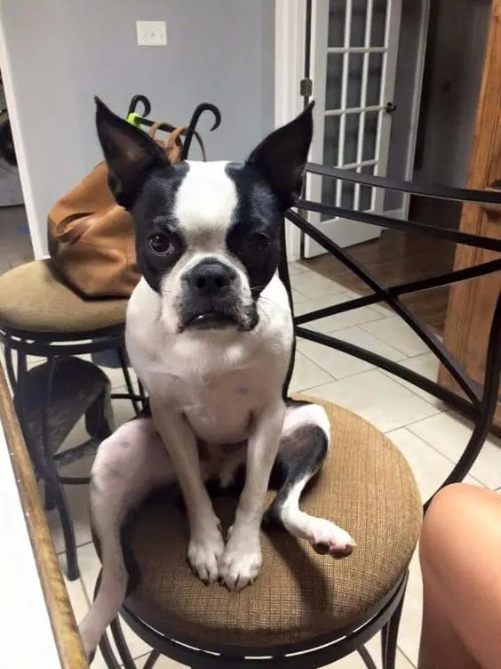 14 Reasons Boston Terriers Are The Worst Indoor Dog Breed
