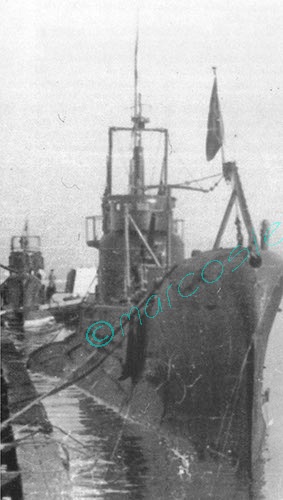 Con la pelle appesa a un chiodo Tricheco