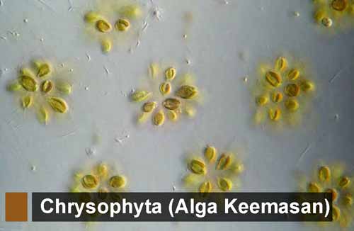 Chrysophyta (Alga Keemasan): Pengertian, Ciri, Klasifikasi, Reproduksi, Contoh dan Peranan bagi Kehidupan