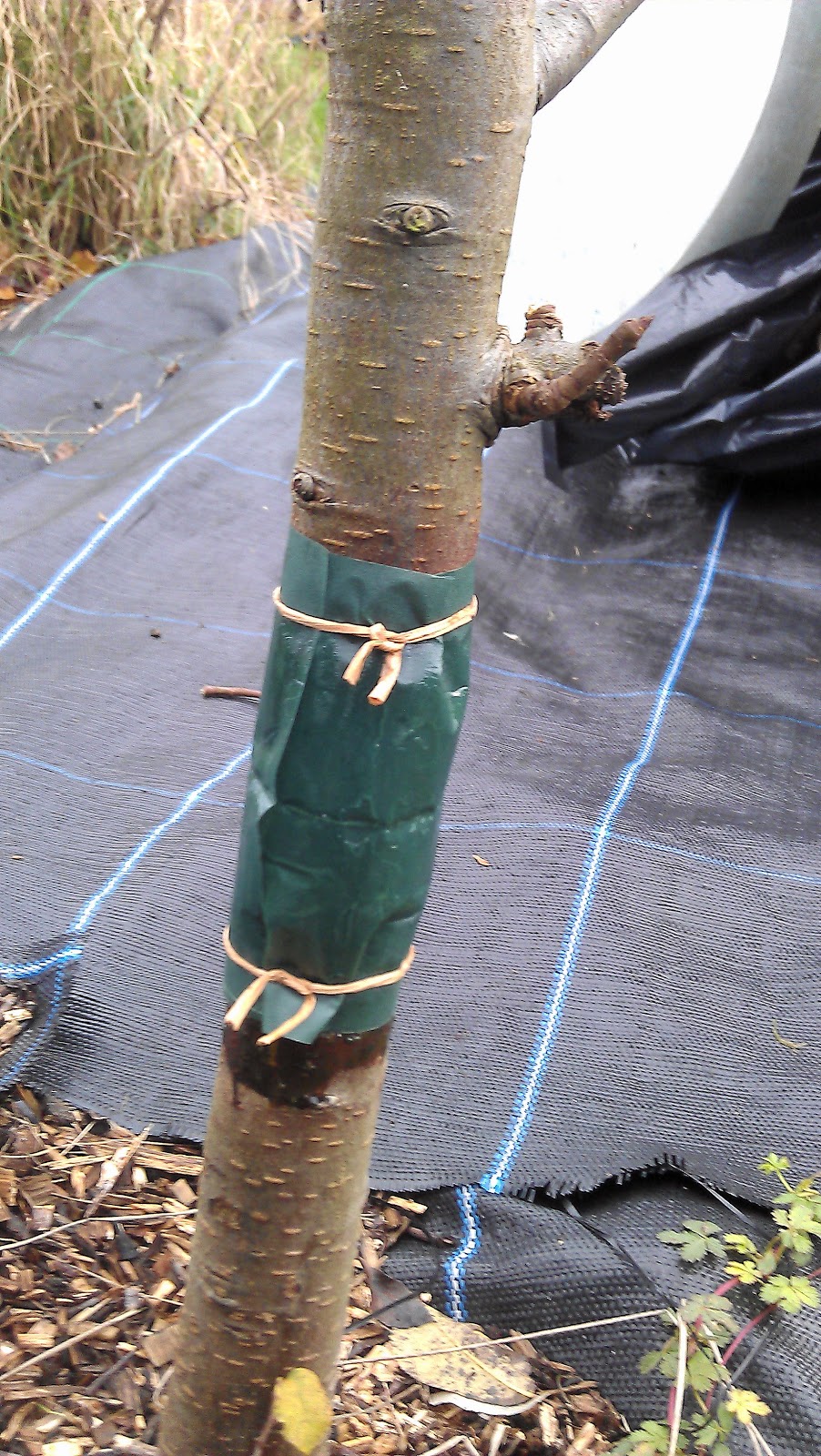 Gourmet Gardening Planting fruit trees