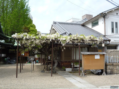 藤 藤