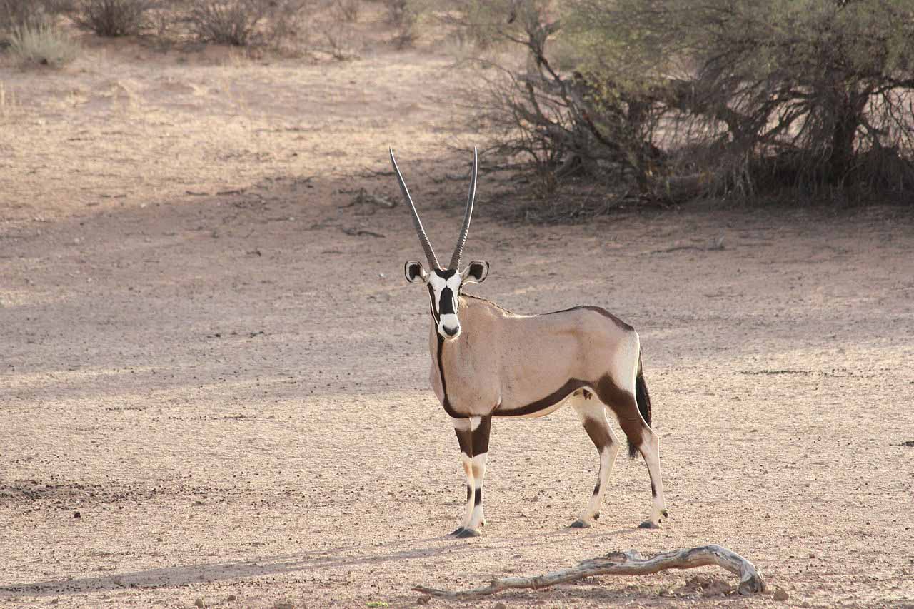 HD Wallpapers: Gemsbok Wallpapers