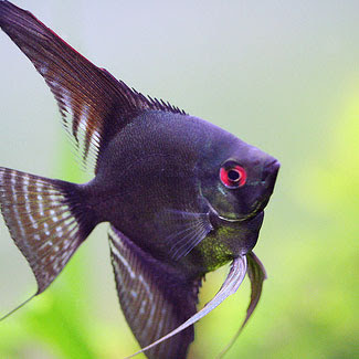 Shamudra Bilash Parrot Angel Fish