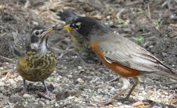 robins birds robin fly american yard nest leave michigan wild male patches worms spotted winter brown well unlimited feathers young