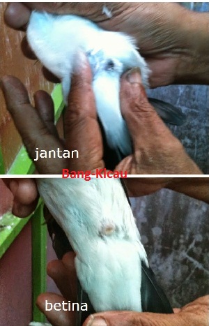 Tips Cara Membedakan Jalak Suren Jantan Dan Betina