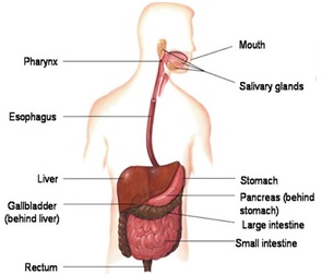 Human Digestive System - मेसेन्टरी: मानव शरीर का 79वां अंग