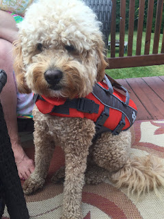 dog in life jacket