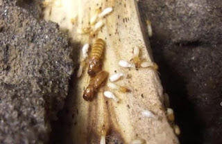 King queen Formosan termites workers soldiers