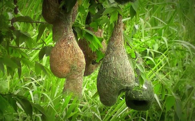 Mengenal Ciri Ciri Dan Perilaku Burung Manyar Dengan Sarangnya