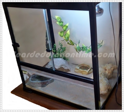Bearded dragon cage