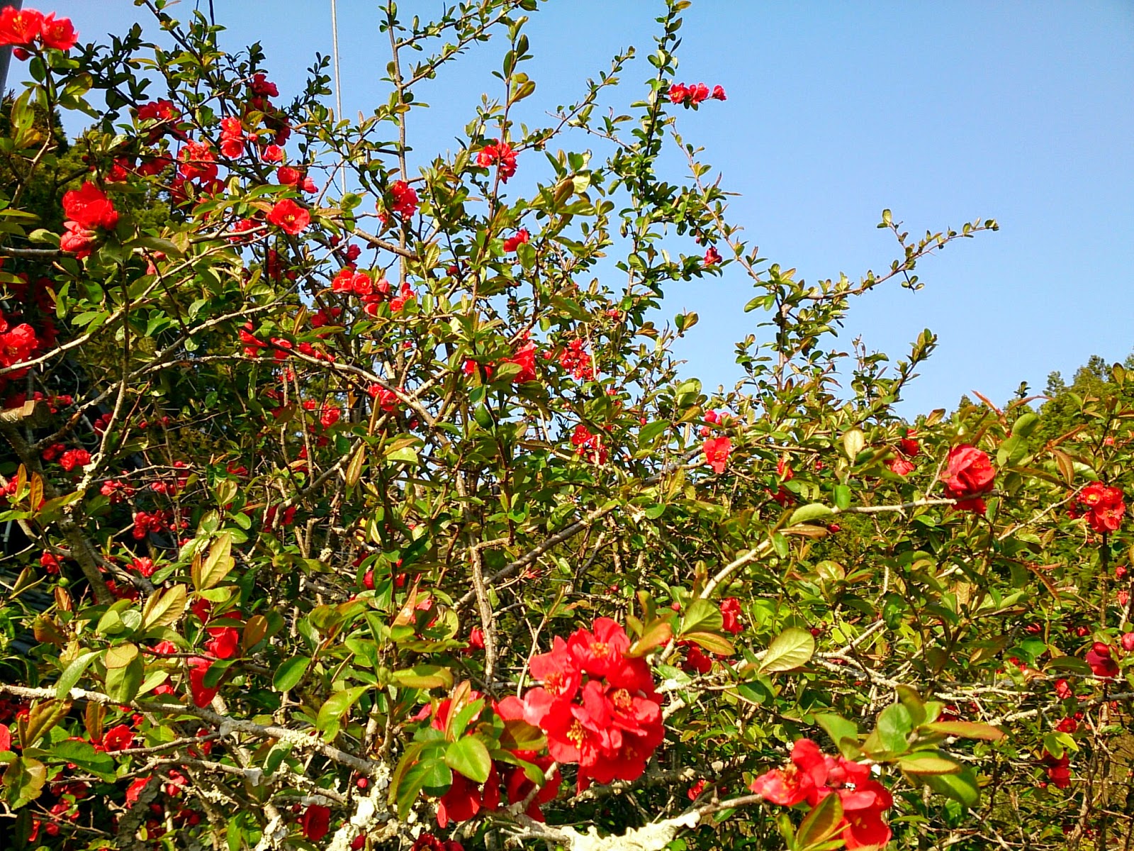 赤い木瓜の花