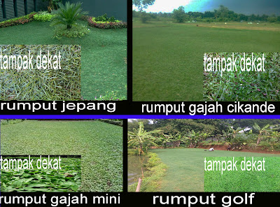 TUKANG RUMPUT DI BINTARO HARGA MURAH