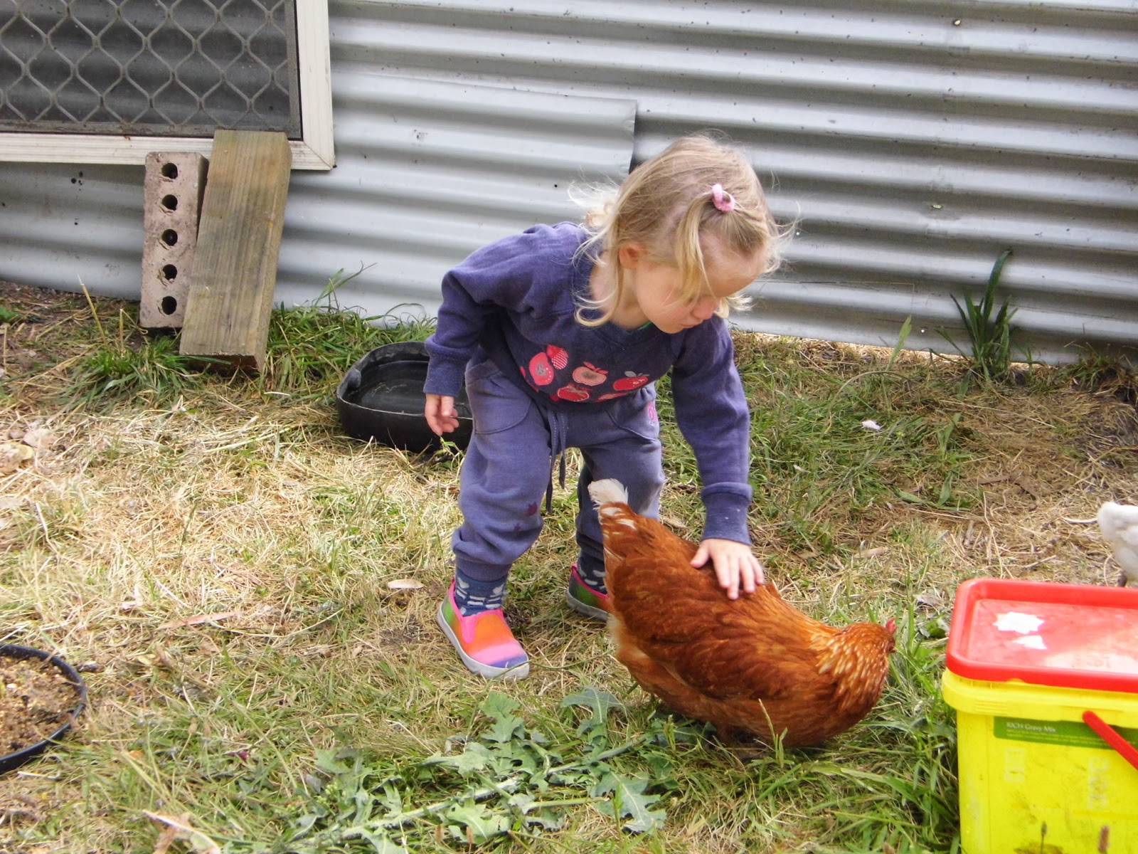 One Mother Hen Nannas chickens