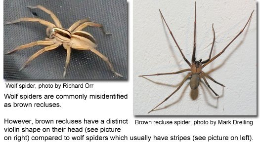 Brown recluse vs Wolf spider! YouTube