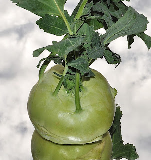 Kohlrabi (Brassica oleracea var. gongylodes L.) Kohlrabi, Brassica oleracea var. gongylodes L.
