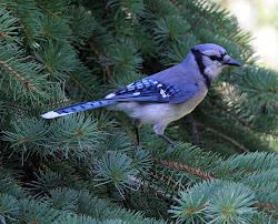 jay birds wild jays proud bird flying bluey toronto crows type species than 1821 1468 pixels wildlife commons