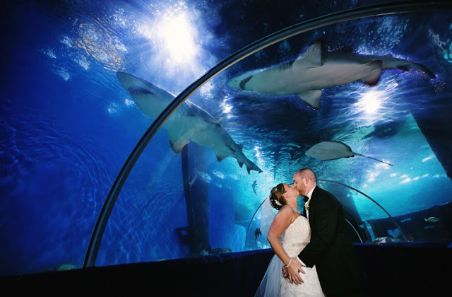 Wedding Venues In Cleveland Ohio greater cleveland aquarium Wedding Venues In Cleveland Ohio greater cleveland aquarium