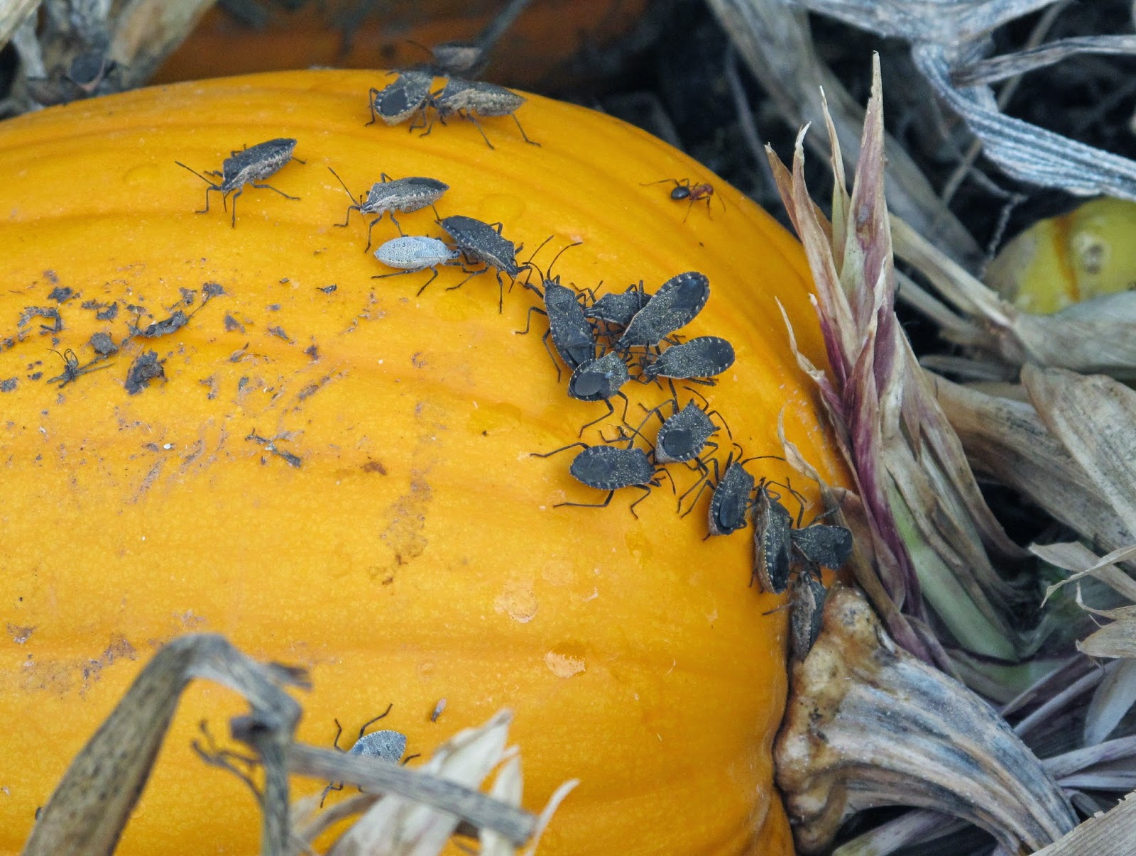 Blue Jay Barrens Squash Bugs