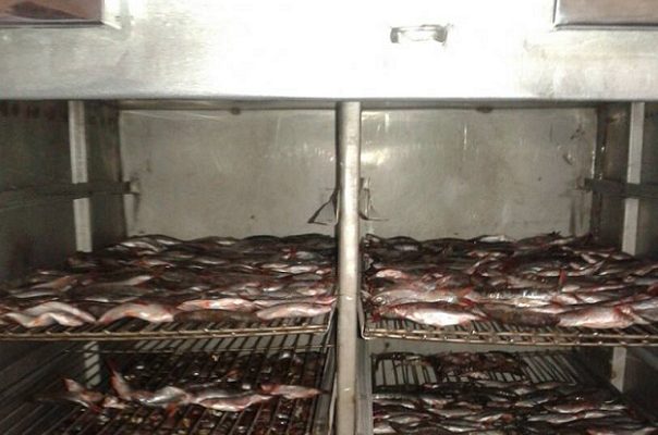 Kogi-Born Unilorin Graduate Builds Automated Fish-Drying Machine