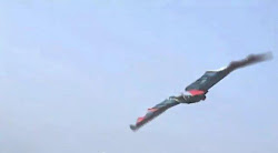 flying bird admits fake