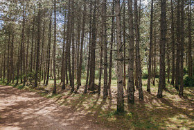 La forêt domaniale du Causse Noir pins